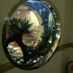 a fish tank with fish and plants in a round window