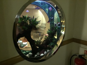 a fish tank with fish and plants in a round window